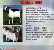 Cara Ternak Kambing Boer