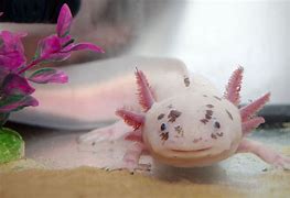 Hewan Axolotl Adalah